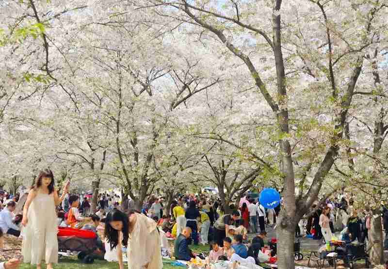  为何假期出游总是人山人海？从辰山纪录看公共空间的承载极限 新闻