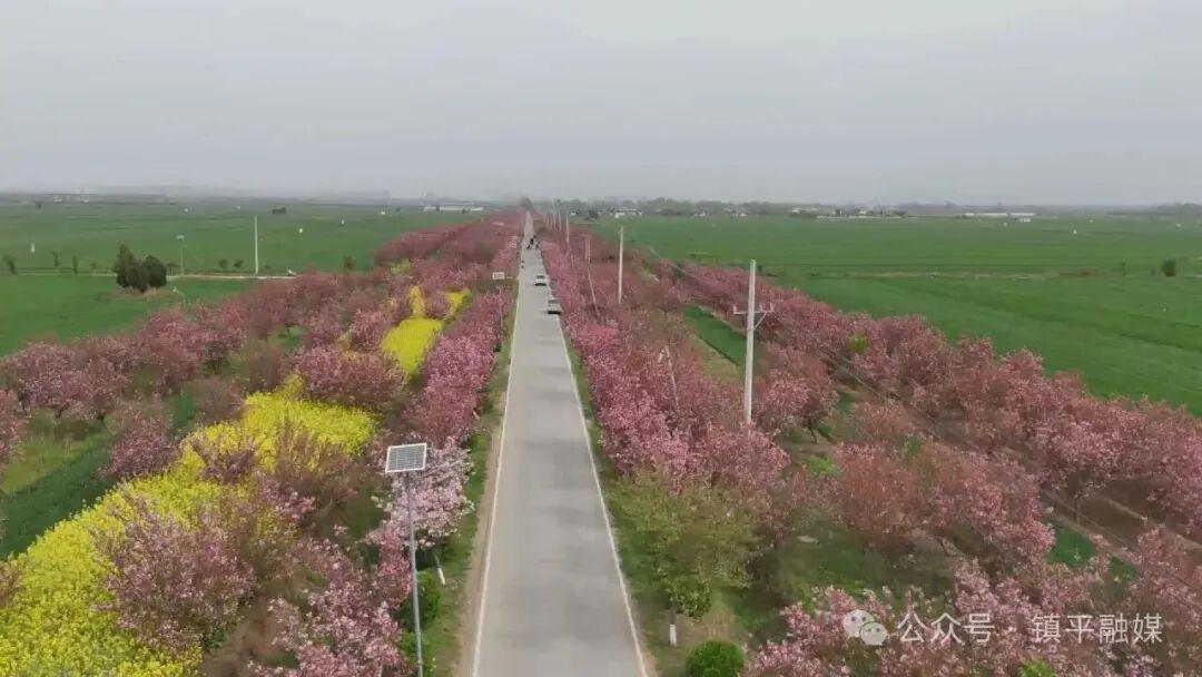  技术破局：安字营镇“樱花立体农业”模式的生态经济深度解析 文化旅游