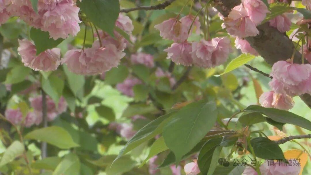  技术破局：安字营镇“樱花立体农业”模式的生态经济深度解析 文化旅游