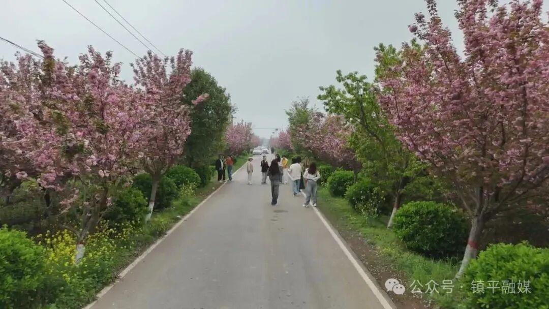  技术破局：安字营镇“樱花立体农业”模式的生态经济深度解析 文化旅游